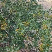 کود