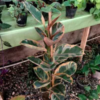 گلفروشی پرنده بهشتی|گل و گیاه طبیعی|خان ببین, |دیوار