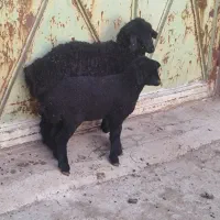 دوراس بره شیر مست