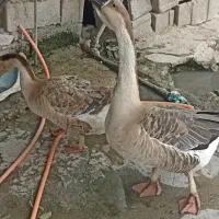 قو غاز|حیوانات مزرعه|گرگان, |دیوار