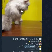 نینی کوچولوگربه|گربه|قم, پردیسان|دیوار