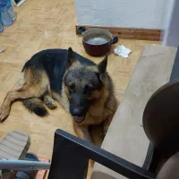 سگ ژرمن