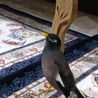 مرغ مینا سخنگو کاملاً دستی|پرنده|شیراز, سعدیه شمالی|دیوار