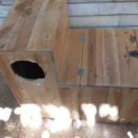 لانه طوطی‌سانان بزرگ جثه