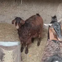 بره و بزغاله|حیوانات مزرعه|زابل, |دیوار