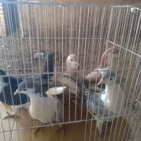 ۲۲عدد‌کبوتر‌جفت‌۴۸۰هزار|پرنده|چناران, |دیوار