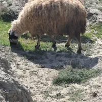 گوسفندگوشتی درجه یک