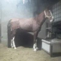 اسب|اسب و تجهیزات اسبسواری|ورامین, شهرک صنعتی خیرآباد|دیوار