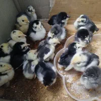 جوجه گلین ۴۰تاج ریشی|حیوانات مزرعه|یزد, |دیوار