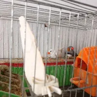 فنچ نر و ماده