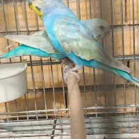 مرغ عشق رینبو|پرنده|فولادشهر, B8|دیوار