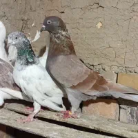 کبوتر تکپر