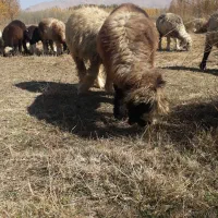 بره ماده|حیوانات مزرعه|فارسان, |دیوار