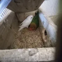 معاوضه برزیلی با عروس