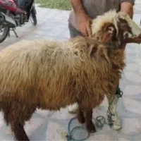 قصاب و قصابی و ذبح گوسفند و بره ی سیار