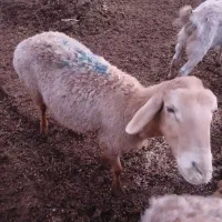 سلام ۱۱ عدد میشه خیلی خوب ه فروش میرسد|حیوانات مزرعه|تربت جام, کلالی|دیوار