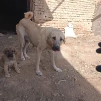 سگ پژدر و سرابی|سگ|گلپایگان, |دیوار