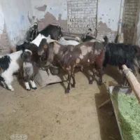 نربزتخمی خارجی اصیل|حیوانات مزرعه|گرمسار, |دیوار