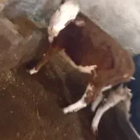 گوساله سمیتال ماده درجه یک