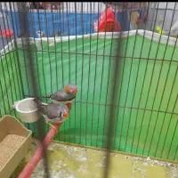 دو عدد فنچ با قفس