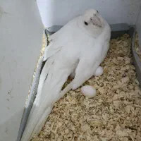 عروس هلندی البینو با تخم|پرنده|سیرجان, |دیوار