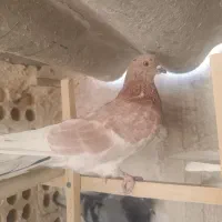 کبوتر جوجه|پرنده|تهران, شوش (باغ آذری)|دیوار