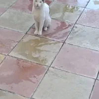 گمشده