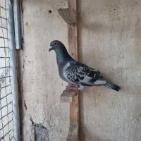 کبوتر پلاکی مسافتی