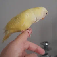 طوطی برزیلی چشم قرمز|پرنده|تهران, باشگاه نفت|دیوار