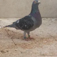 پلاکی مسافتی ، پرینت دار