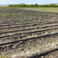 اکیپ۱۵نفره برای سیر دراوردن