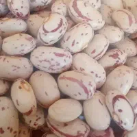 لوبیا چیتی گرد و کشیده و لوبیا قرمز و کشمش و عدسو.