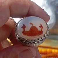 عتیقه شجر نیست در جهان