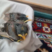 جوجه مینا سرلاکی