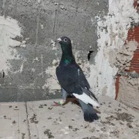 ۴تا صید|پرنده|بجنورد, |دیوار