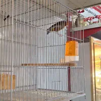 سهره قناری مست دهن لر