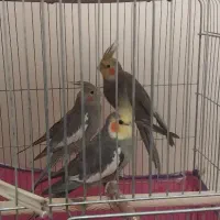 سه تا عروس هلندی فروشی