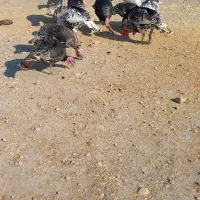 بوقلمون محلی|حیوانات مزرعه|گنبد کاووس, |دیوار