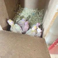 جوجه عروس هلندی سرلاکی