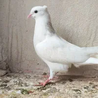 کبوتر طوقی|پرنده|گنبد کاووس, |دیوار