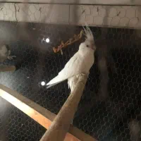 عروس هلندی|پرنده|سراوان, |دیوار