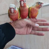 جوجه گرین چیک|پرنده|نیشابور, شهرک فیروزه|دیوار