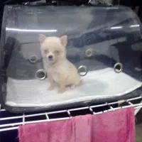 سگ جیبی فنجونی شیواوا|سگ|قائم‌شهر, |دیوار