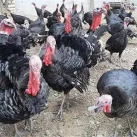 تعدادی بوقلمون نر و ماده