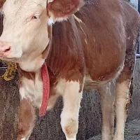 دو راس گوساله سیمینتال ماده و نر امریکایی|حیوانات مزرعه|قائم‌شهر, |دیوار