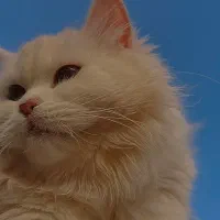 سلام این گربه پیش منه تمیزترین گربه