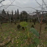 فروش 1000تا2000متر باغ کیوی