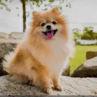 فروش سگ پامرین