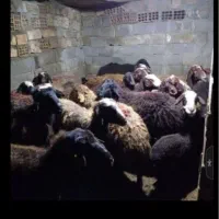 گوسفنده زنده