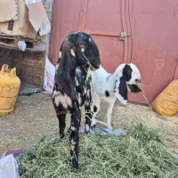 فروش دو عدد گیسه پاکستانی ماده